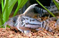 Corydoras pulcher